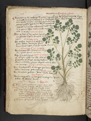 Add MS 41623 f.32v 