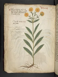 Un herbier, Belluno