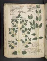 Un herbier, Belluno