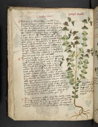 Un herbier, Belluno