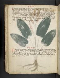 Add MS 41623 f.80v 
