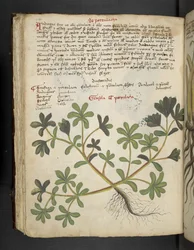 La Portulaca, de 