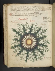 Add MS 41623 f.97v Carlina, de 