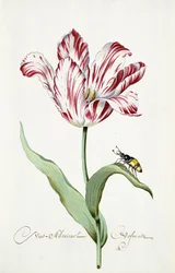 Amiral Tulip