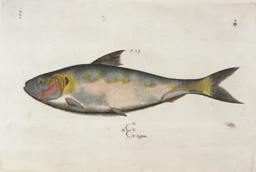 Agone, illustration de 