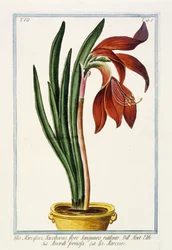 Amaryllis Formosa, 1772-1784