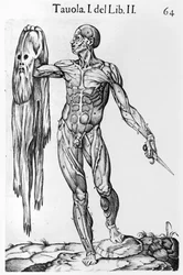 Étude anatomique, planche 64, illustration de Anatomia del corpo humano par Juan de Valverde (c.1525-c.1587) Rome, 1560