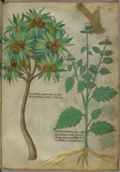Illustration botanique