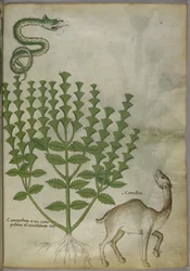 Illustration botanique d
