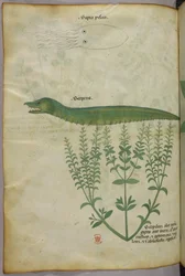 Illustration botanique et animalière d