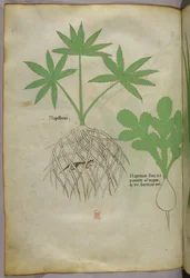 Illustration botanique, vers 1440 (encre et couleur sur vélin)
