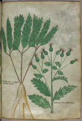 Illustration botanique, vers 1440 (encre et couleur sur vélin)