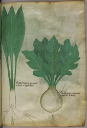 Illustration botanique, vers 1440 (encre et couleur sur vélin)