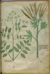 Illustration botanique, vers 1440 (encre et couleur sur vélin)