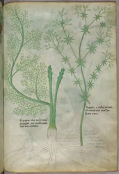 Illustration botanique, vers 1440 (encre et couleur sur vélin)