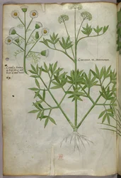 Illustration botanique, vers 1440 (encre et couleur sur vélin)