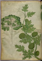 Illustration botanique, vers 1440 (encre et couleur sur vélin)