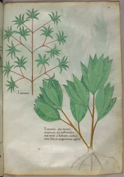 Illustration botanique, vers 1440 (encre et couleur sur vélin)