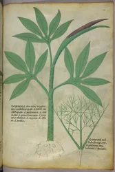 Illustration botanique, vers 1440 (encre et couleur sur vélin)