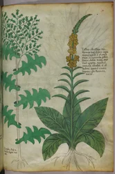Illustration botanique, vers 1440 (encre et couleur sur vélin)