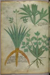 Illustration botanique, vers 1440 (encre et couleur sur vélin)