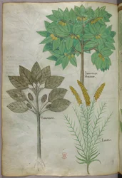 Illustration botanique, vers 1440 (encre et couleur sur vélin)
