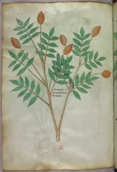 Illustration botanique, vers 1440 (encre et couleur sur vélin)