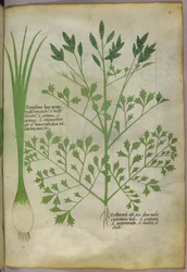 Illustration botanique, vers 1440 (encre et couleur sur vélin)