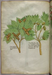 Illustration botanique, vers 1440 (encre et couleur sur vélin)