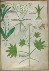 Illustration botanique, vers 1440 (encre et couleur sur vélin)