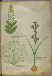 Illustration botanique, vers 1440 (encre et couleur sur vélin)