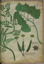 Illustration botanique, vers 1440 (encre et couleur sur vélin)