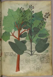 Illustration botanique, vers 1440 (encre et couleur sur vélin)