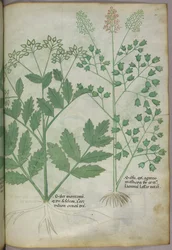 Illustration botanique, vers 1440 (encre et couleur sur vélin)