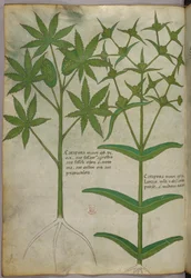Illustration botanique, vers 1440 (encre et couleur sur vélin)