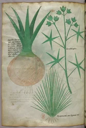 Illustration botanique, vers 1440 (encre et couleur sur vélin)