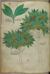 Illustration botanique, vers 1440 (encre et couleur sur vélin)