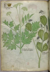Illustration botanique, vers 1440 (encre et couleur sur vélin)