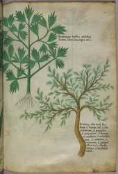 Illustration botanique, vers 1440 (encre et couleur sur vélin)