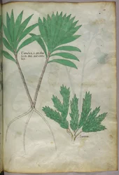 Illustration botanique, vers 1440 (encre et couleur sur vélin)