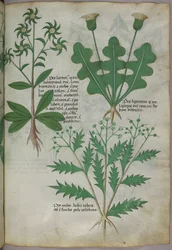 Illustration botanique, vers 1440 (encre et couleur sur vélin)