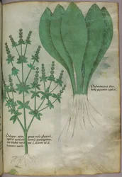 Illustration botanique, vers 1440 (encre et couleur sur vélin)