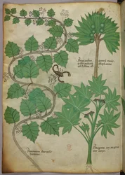 Illustration botanique, vers 1440 (encre et couleur sur vélin)