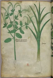 Illustration botanique, vers 1440 (encre et couleur sur vélin)