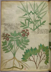 Illustration botanique, vers 1440 (encre et couleur sur vélin)