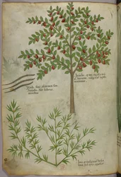 Illustration botanique, vers 1440 (encre et couleur sur vélin)