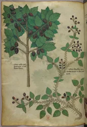 Illustration botanique, vers 1440 (encre et couleur sur vélin)