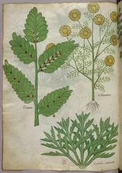 Illustration botanique, vers 1440 (encre et couleur sur vélin)