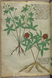 Illustration botanique, vers 1440 (encre et couleur sur vélin)