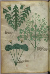 Illustration botanique, vers 1440 (encre et couleur sur vélin)
